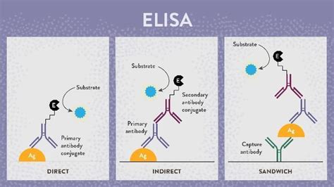 elisa test full form